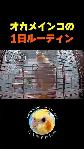 【本編公開中🎥】オカメインコの1日ルーティンが面白すぎた【たまちゃんねる】