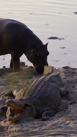 Nature Is Metal on Instagram: "Even apex predators need to know when to cool it. Sunbathing is essential for ectotherms like this crocodile - lying in the sun helps regulate body temperature and speeds up digestion. Even so, remaining perfectly still as this curious hippo moves in is the correct move, since the consequences of provoking an animal with a short fuse and an inability to negotiate with terrorists would more certainly be dire. Though crocodiles typically assert dominance with other, 