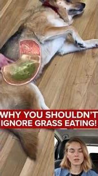 Australian dog parents: missing this step in your dog’s gut routine?😬🐶