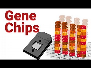 Gene Chip | Gene Expression Studies |Difference b/w gene chip & Microarray