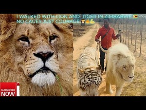 I Walked with Lions in Zimbabwe 🦁🇿🇼 | Unforgettable Safari Experience!" #viral #trending #travel