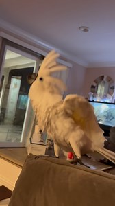 Channel la mera mera 😅 #canelapetshop #petshopmodesto #cockatoo #cockatoos #umbrellacokatoo | Canela Petshop