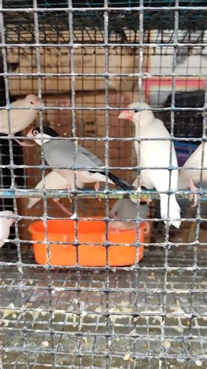 java bird onli for 1000 par jora #samsi #birds #shortvideo #minivlog #malda ‪@ptbirdlover528‬