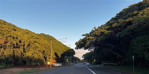 Community rallies to protect trees threatened by Poipu Road safety project