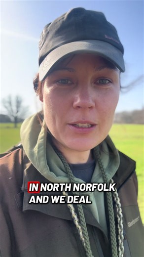 A structured training programme for you in 90 seconds! ⏰ #dogtraining #dogtrainingadvice #fyp #dogtrainer #gundogs