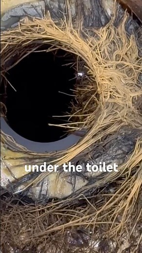 Roots Growing Through Sewer All The Way To The Toilet! #plumbing