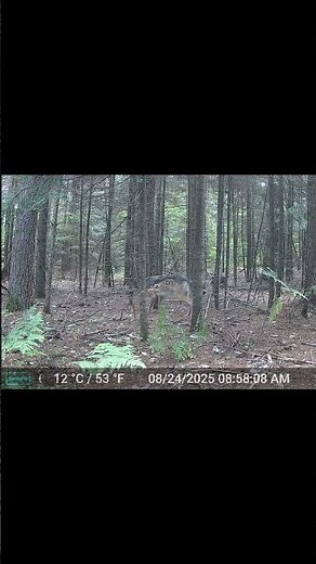 Boulder Junction Wisconsin Wolves #wolves #boulderjunction #vilascounty #wildlife #wildlifecameras