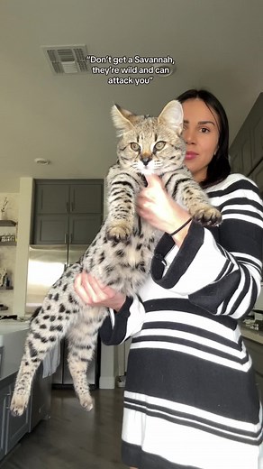 Savannah Cats: Unique Traits and Care Tips