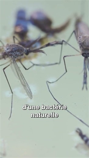 Google asks US authorities for permission to release up to 32 million mosquitoes in the United St...