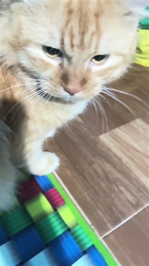 My cat is getting fatter every day because he ea times a day.”#short#cat