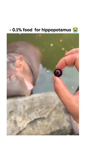 knowledge coolvibe.oi on Instagram: "在日本，研究人员正利用智能人行道将日常活动转化为清洁能源⚡。这些道路内嵌特殊的压电材料，可以从行人的脚步中收集动能。当人们行走、奔跑或跳跃时，路面会轻微变形，从而产生机械压力。压电晶体将这种压力转化为电能🔋。 这些能量可用于照亮路灯、为公共显示屏供电，甚至监测行人流量。这种技术不仅减少了能源浪费，还展示了未来城市的无限可能🌍。 在东京、京都等城市的试验区，人们的每一步都在为绿色地球贡献力量💚。科技让生活更环保，也让每一个脚步更有意义✨"