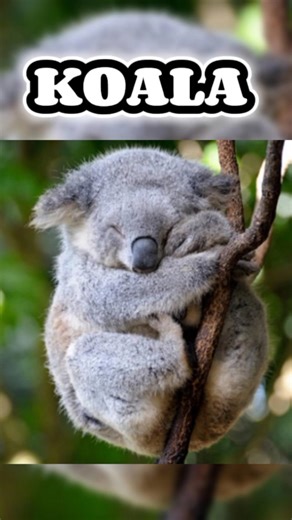 YOU WON'T BELIEVE THESE ANIMALS SOUNDS 😱. #shorts