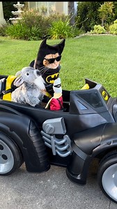 Holy Goat Batman! 🙀 Save my Cheese! 🧀 All in a days work… the dynamic duo saves Gouda Goat Cheese from Catwoman! 🙀 In honor of Batman Day Sept 21st. ❤️ #batman #robin #catwoman #goat #cheese #laugh #smile #batmobile #dynamicduo #reels #catsofinstagram | Tiger JoJo