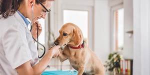 Quiz: Could You Be A Veterinarian?