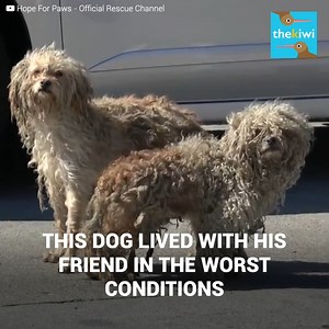 494K views · 10K reactions | Two dogs were scarred by their lives on the streets. They stank and were malnourished, and clumps of hair covered them completely. But, worst of all was that one was missing a leg. They lived in the streets of California and didn’t trust any human and only when a group of volunteers came to their rescue did they know true human kindness. Help us rescue more animals by clicking here: https://www.hopeforpaws.org/donationrecurring | The Kiwi | Facebook