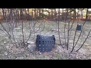 In-ground fig tree spacing and pruning