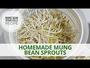 How to grow mung Bean sprouts at home using a salad spinner | Homemade mungbean sprouts