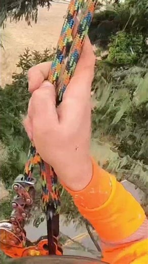 Dropping tops #chainsaw #treeclimbing #tree #treeremoval