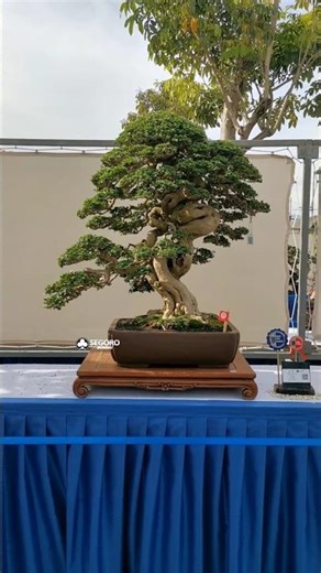 JAWARA ISTIMEWA 🤩 PAMNAS BONSAI SUISEKI BANDUNG 2025
