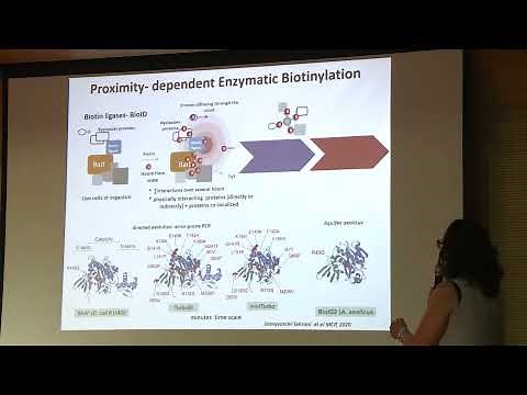 7. Proximity dependent enzymatic biotinylation by Rosario Durán