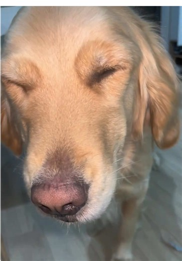 Golden Retriever Dogs Sleeping: Adorable Moments