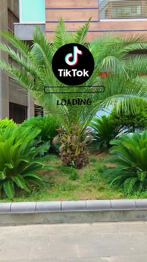 Tiktoka Giriş Yapıyoruz 😎 - Turunçgiller