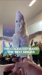Singing cockatoo steals the show, leaving audience speechless 😆 #cockatoo #singingparrot #cuddlebuddies | Cuddle Buddies