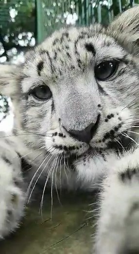 Adorable Snow Leopard Cub Yawning | Cute Big Cat Video