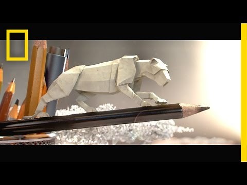 Step into a Miniature World of Animated Paper Wildlife | Short Film Showcase