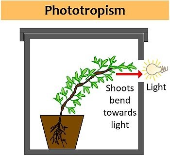 Tropic Movements in Plants - Definition, Key Points, Video, Types & Examples - Biology Reader