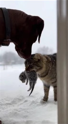 A Dog Saves Frozen Cats 凍りついた猫を救った犬