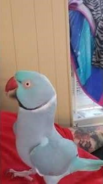 Talking parrot- Indy the Indian Ringneck BAD WORDS