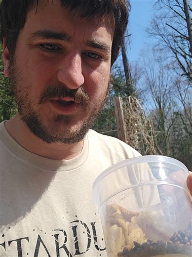 How often do you hear of vineyards planting their own seeds? Since most grapevine varietals planted in the world for commercial use are European, or Vitis vinifera, they have to be grafted onto American rootstock to prevent Phylloxera, a fatal grapevine insect that sucks the life out of grapes. This leads to little genetic variability and an industry based on cloning and grafting. We instead are operating solely on native American grapevines and male x female pollination. We are crossing our mal