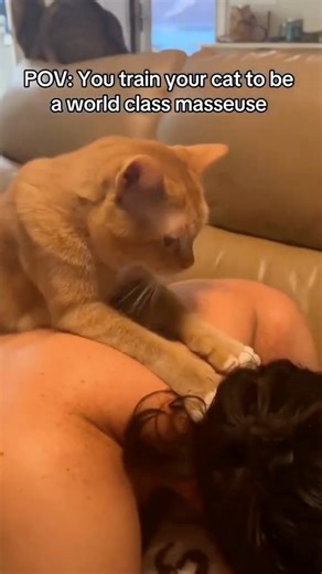 Pets Helping Humans in the Cutest Ways. Smart Pets Caught on Camera.