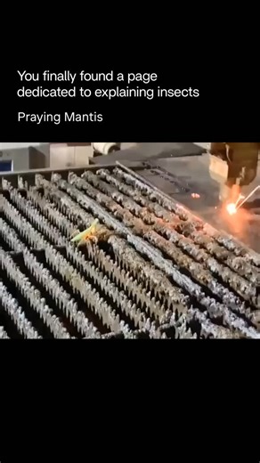 Explaining Insects 🦋 on Instagram: "The praying mantis reflexes are so quick that its strike happens faster than most insects can even register danger. In a fraction of a second, the mantis detects movement, calculates distance, adjusts its body angle, and snaps its spiked forelegs shut with extreme precision. This entire sequence can occur in just a few milliseconds, making escape nearly impossible once the mantis commits to the attack. What makes this speed even more impressive is that it isn