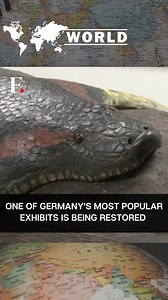 7K views · 28 reactions | #FPReels: One of #Germany’s most popular exhibit will be back on display in the spring of 2024. The 100-year-old exhibit depicts a preserved anaconda devouring a capybara at the Senckenberg Natural History Museum. An entire team of experts from the Frankfurt Zoo has been part of the museum's unique project. Experts said it would take at least a year to restore the giant snake and bring it back to a presentable condition. | Firstpost | Facebook