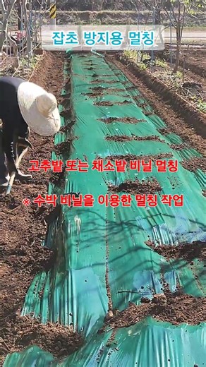 '채소밭' 두둑+분수호스+비닐멀칭[관리기+수작업(삽질)병행] ※분수호스설치+즐겁게&즐겁게 #shorts #태광관리기 #농업용관리기 #텃밭농사 #두둑만들기