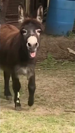 Donkey Funny Video 🤣 #donkey #shorts #shortvideo