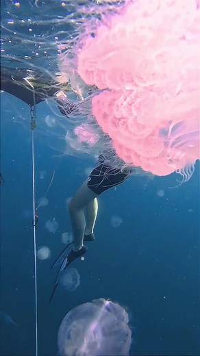 Marine Life Monday 🎥 @tones.of.blue @namafreediving #DeeperBlueGram | DeeperBlue.com