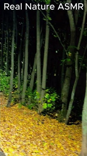 Footsteps on a Quiet Path 🚶‍♀️ Hypnotic Walking ASMR