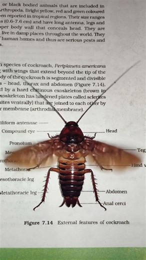 Structural Organisation In Animals, Cockroach 🪳, External Features Of Cockroach #science #anatomy