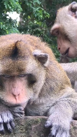 1K views | Wild Monkeys Find Lice #monkey #animals #wildllife #babymonkey #Poormonkey #animallover #monkeybaby #MonkeyLife #reelsfbシ #reelsvideoシ #trendingreels #reelsfypシ | Baby Monkey Life | Facebook