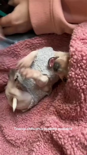 Tiny Teacup Chihuahua Puppy Available for Adoption