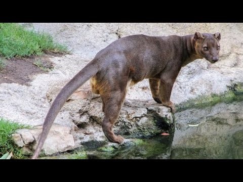 Fossa Sound Effects