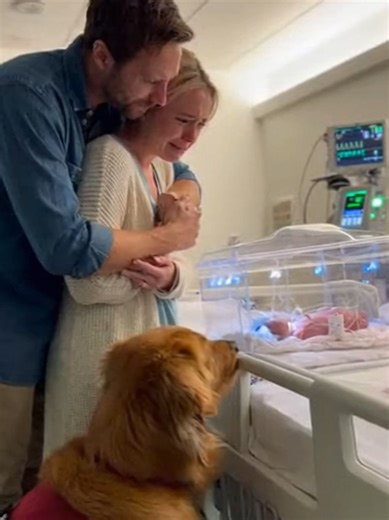 The Comfort of a Therapy Dog During NICU Journey