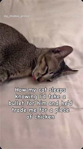 He loves mama just loves chicken a little more।। #cat #kitten #cutecat