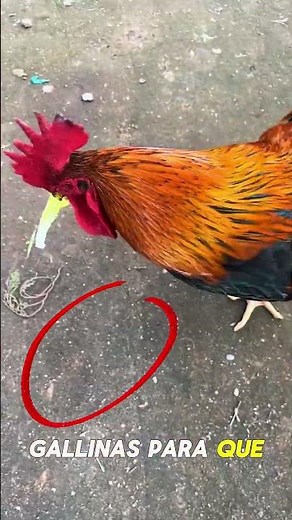 El gallo NO come primero… y la razón te sorprenderá 🐔😱