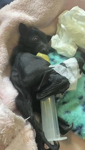 3.4K views · 316 reactions | Juno! #bats #pollinators #batsofinstagram #pollinators | Walter's "Waltorf Batoria" | Facebook