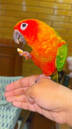 “This Snack Makes My Parrot So Happy 🦜💚 #Shorts #birds