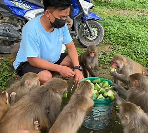 210K views · 19K reactions | Monkeys family really enjoying 30 kilogram cucumber at rain || feeding dog and monkey video | Feeding Animal | Facebook